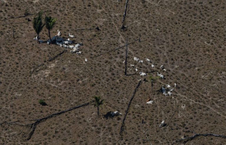 Boiada em área desmatada em Rondônia: pecuária é um dos setores responsáveis pelas emissões de metano mas Brasil poderia fazer redução usando tecnologia na na agropecuária, no setor de energia, no saneamento e no controle do desmatamento (Foto: Bruno Kelly / Amazônia Real - 11/08/2020)