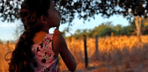 Agrotóxicos uma praga do Brasil