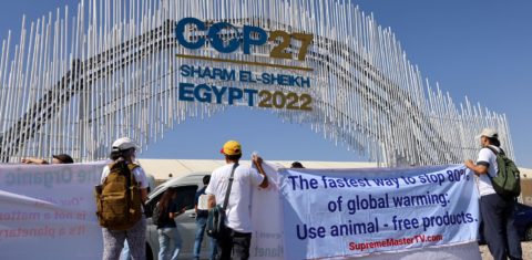 Protesto contra o consumo de carne na entrada do centro de convenções de Sharm el-Scheik, sede da Cop27: Conferência do Clima da ONU começa sob a sombra da guerra e da disputa entre países (Foto: Joseph Eid / AFP)
