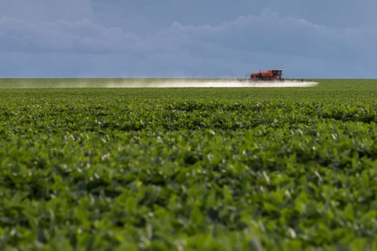 Monocultura no Cerrado: bioma pode perder um terço da água, aponta estudo divulgado na COP27 para alertar sobre riscos (Foto: Thomas Bauer / Arquivo ISPN)