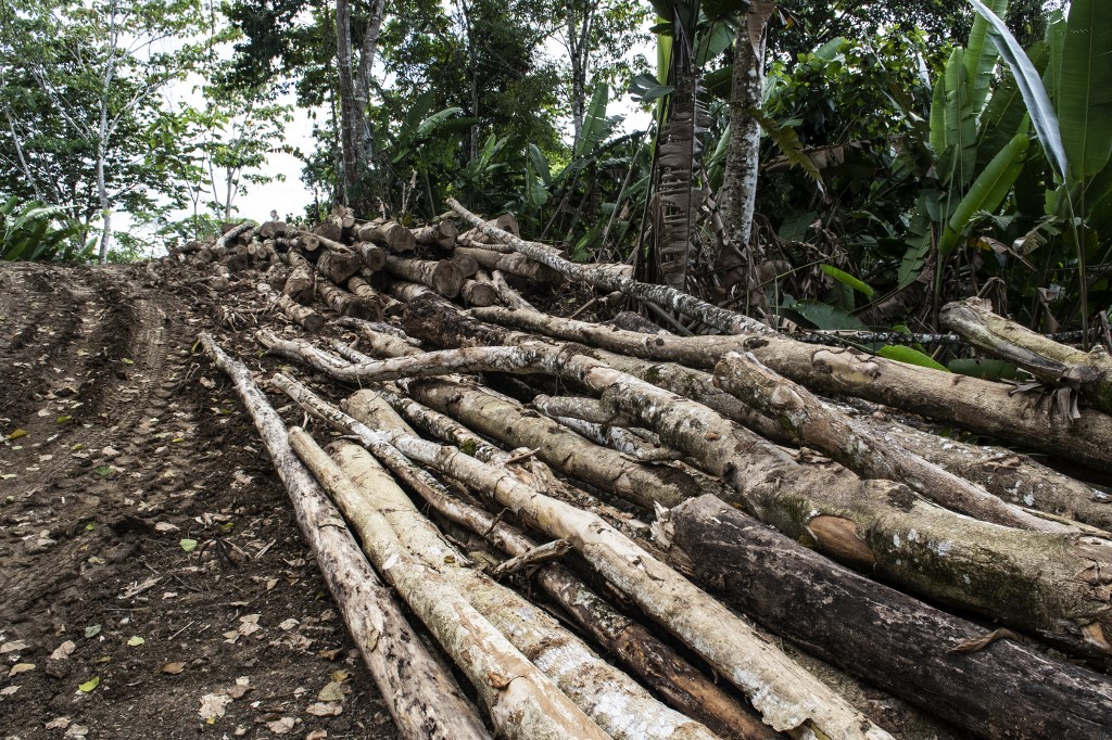 Desmatamento na Costa Rica: ataque a floresta ameaça população de mariposas no país (Foto: Ezequiel Becerra / AFP - 10/11/2021)