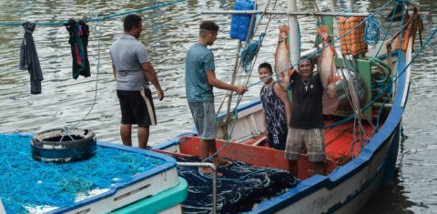 Pescadores com pescada amarela: bexigas natatórias, grude, do peixe são retirados no próprio barco para serem vendidos para a China (Foto: Sarita Reed/Diálogo Chino)