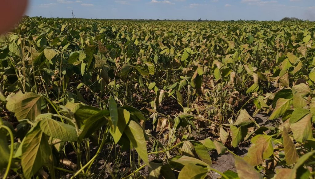 Plantação de soja afetada pela seca na Argentina: onda de calor atingiu a parte mais fértil do país (Foto: Governo da Província de Entre Rios)