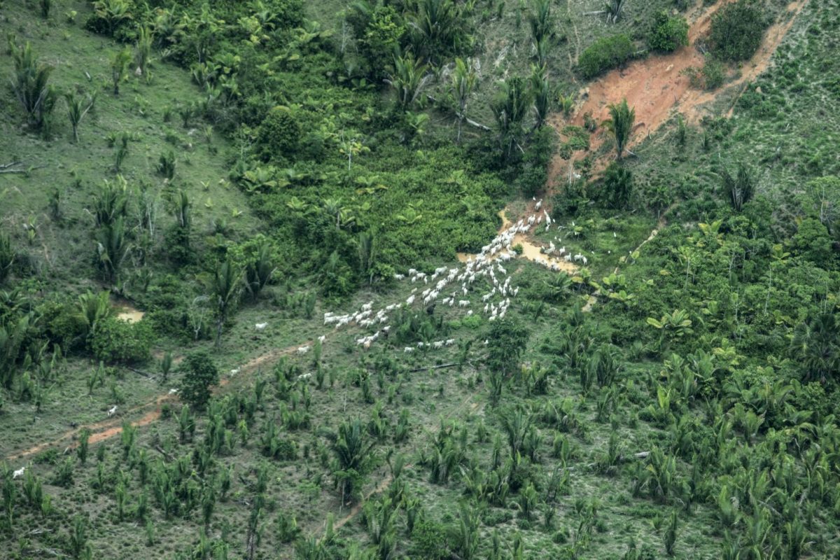 Desmatamento e criação de gado na TI Piripkura: invasões e falta de proteção da Funai ameaçam isolados (Foto: Rogério Assis/ISA - 24/112021)
