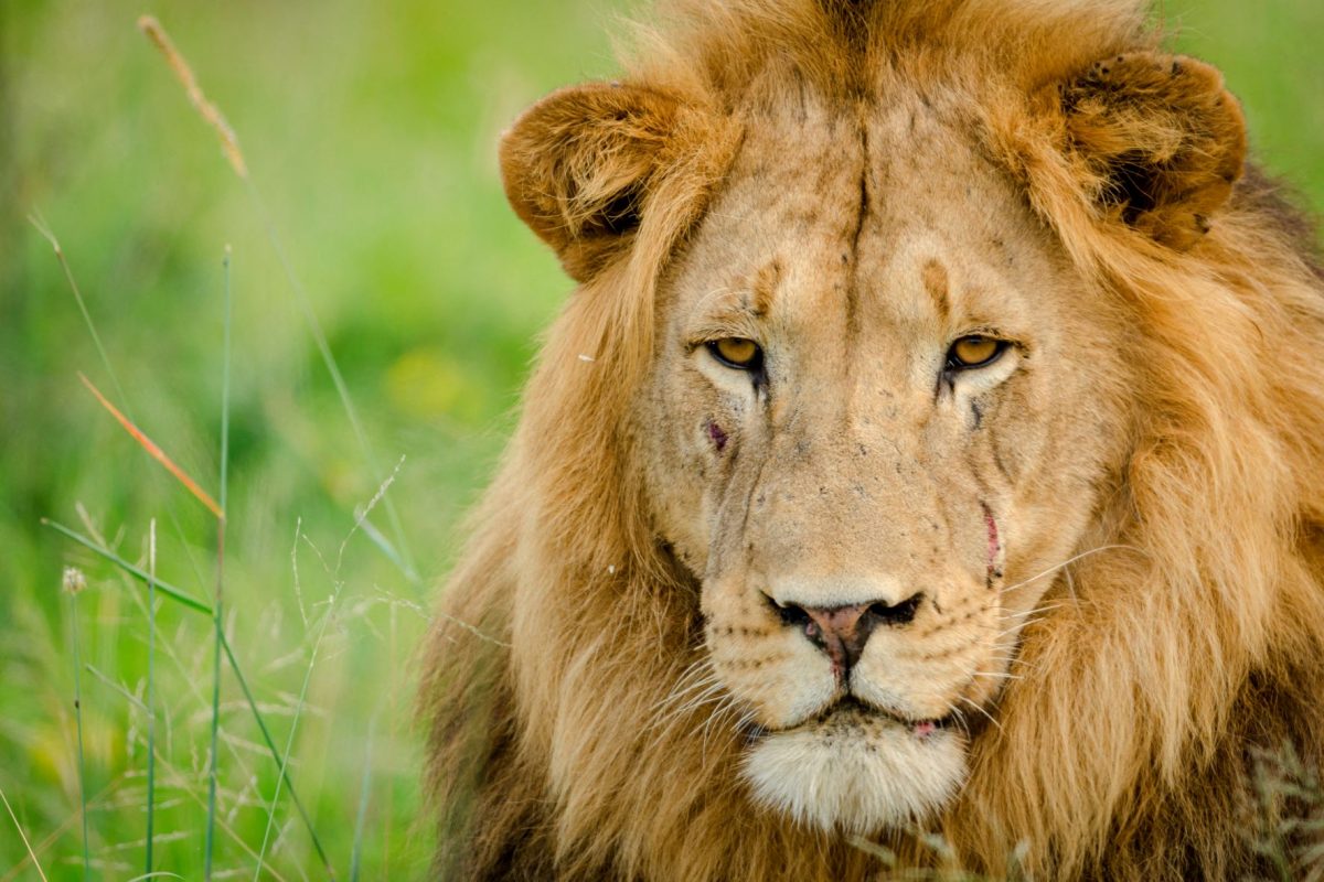 Leão na África do Sul: pesquisa feita em zoológico descobriu três leões e um puma com covid-19 e um deles desenvolveu pneumonia (Foto: Roger La Harpe / Biosphoto / AFP - 04/12/2020)