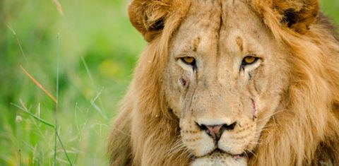 Leão na África do Sul: pesquisa feita em zoológico descobriu três leões e um puma com covid-19 e um deles desenvolveu pneumonia (Foto: Roger La Harpe / Biosphoto / AFP - 04/12/2020)