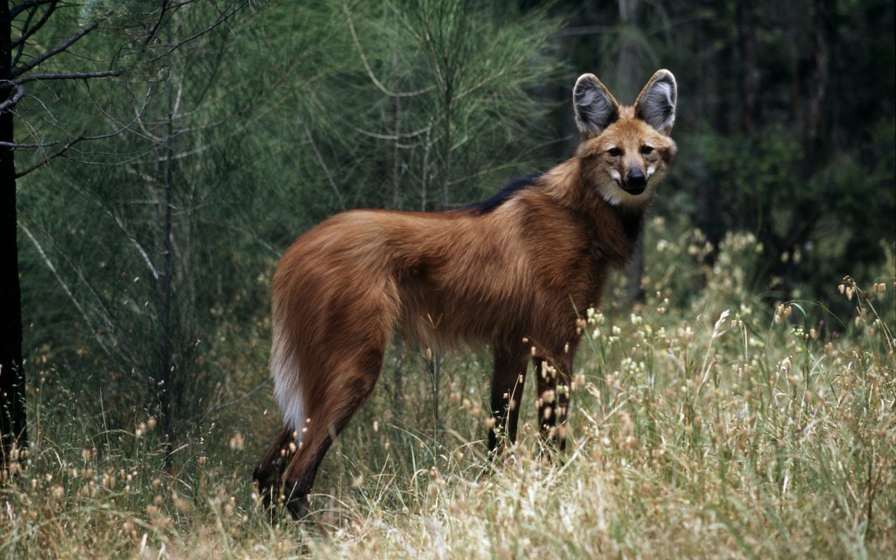 Lobo-guará no Cerrado: Imagem da nota de R$ 200, animal está ameaçado de extinção com acelerada perda de habitat (Foto: Bento Viana / WWF Brasil)