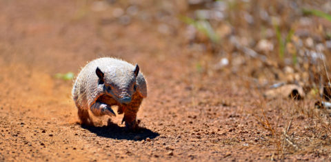 Tatu-bola (Tolypeutes tricinctus) no Parque Nacional das Emas, em Goiás: em cinco anos, animal símbolo da Copa do Mundo de 2014, viu aumentar em 9% a cultura de soja dentro dos limites da sua distribuição, no Matopiba (Foto: Adriano Gambarini / WWF Brasil)