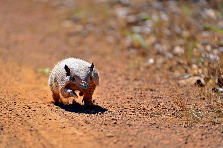 Tatu-bola (Tolypeutes tricinctus) no Parque Nacional das Emas, em Goiás: em cinco anos, animal símbolo da Copa do Mundo de 2014, viu aumentar em 9% a cultura de soja dentro dos limites da sua distribuição, no Matopiba (Foto: Adriano Gambarini / WWF Brasil)