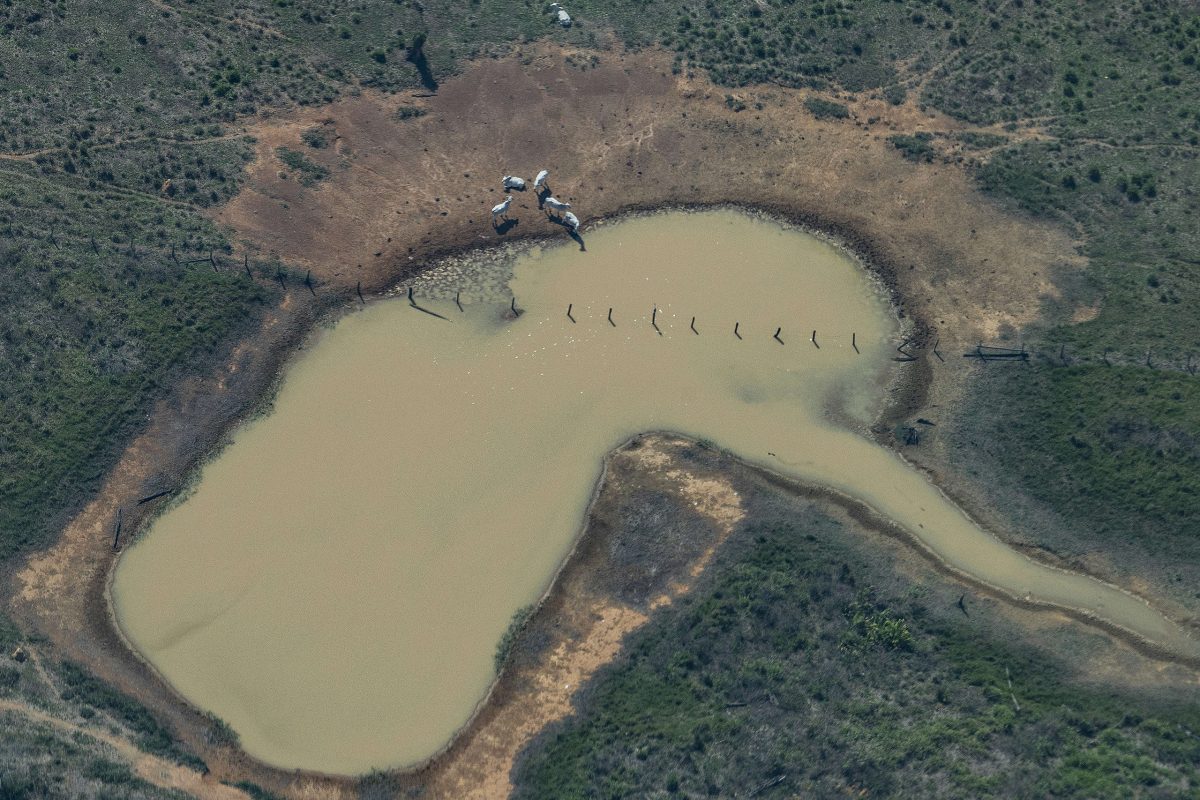 Gado em área desmatada e queimada na Gleba João Bento, terra pública federal no Amazonas: 53% do desmatamento entre 2019 e 2021 (Foto: Victor Moryama / Greenpeace - 09/2021)