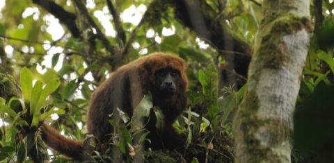 Bugio (Alouatta guariba) na Mata Atlântica: espécie-chave para a dispersão de sementes e para a perpetuação do bioma (Foto: Gisela Sobral / USP)