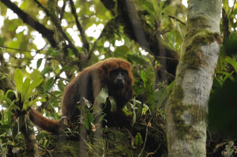 Bugio (Alouatta guariba) na Mata Atlântica: espécie-chave para a dispersão de sementes e para a perpetuação do bioma (Foto: Gisela Sobral / USP)