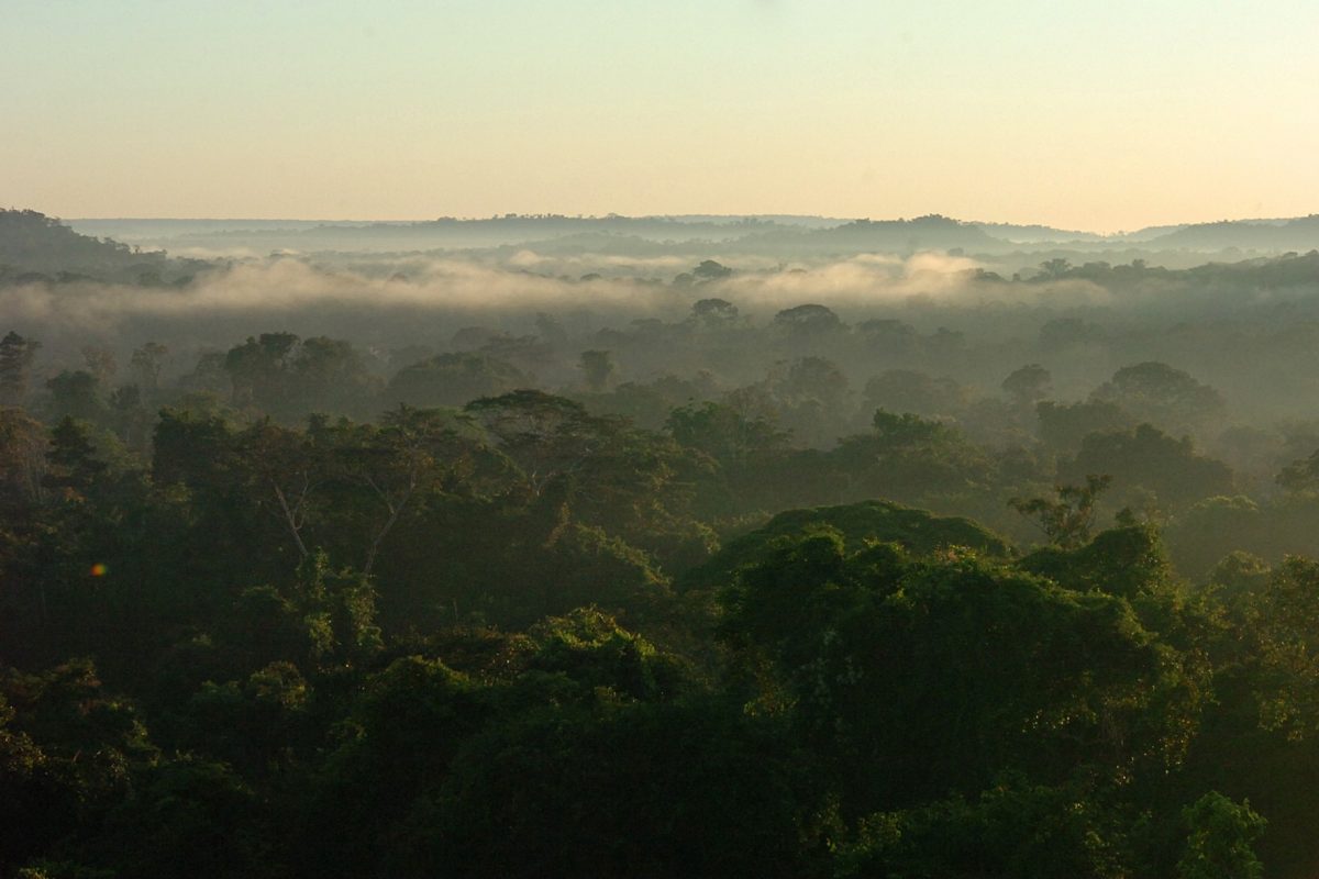 Reserva particular de FlSPoresta Amazônica em Mato Grosso: Banco de dados busca monitorar a emissão de gases de efeito estufa e orientar a fiscalização do desmatamento (Foto: Cecília Bastos/USP Imagens)