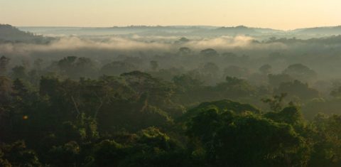 Reserva particular de FlSPoresta Amazônica em Mato Grosso: Banco de dados busca monitorar a emissão de gases de efeito estufa e orientar a fiscalização do desmatamento (Foto: Cecília Bastos/USP Imagens)
