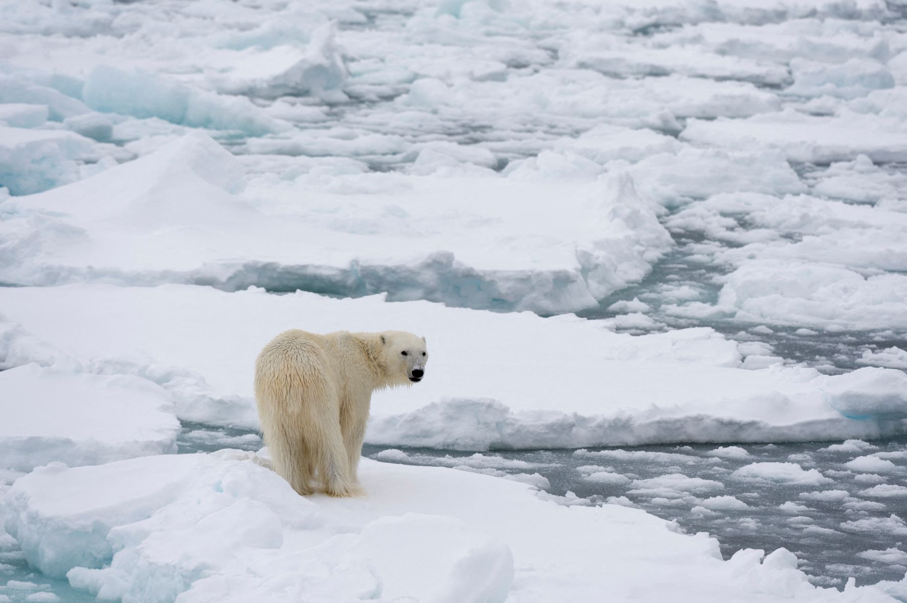 Urso polar no Ártico: derretimento do gelo marinho ameaça alimentação dos animais (Foto: Sergio Pitamitz / Biosphoto / AFP - 09/06/2021)