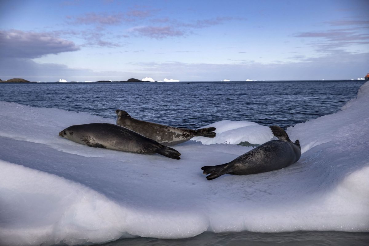 Focas em banquisas de gelo desprendida da Ilha Horseshoe, na Antártica: ondas de calor simultâneas, com recordes de temperaturas nos pólos Norte e Sul, alarmam e intrigam cientistas (Foto: Sebnem Coskun / Anadolu Angency / AFP - 11/03/2022)