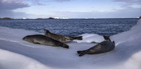 Focas em banquisas de gelo desprendida da Ilha Horseshoe, na Antártica: ondas de calor simultâneas, com recordes de temperaturas nos pólos Norte e Sul, alarmam e intrigam cientistas (Foto: Sebnem Coskun / Anadolu Angency / AFP - 11/03/2022)