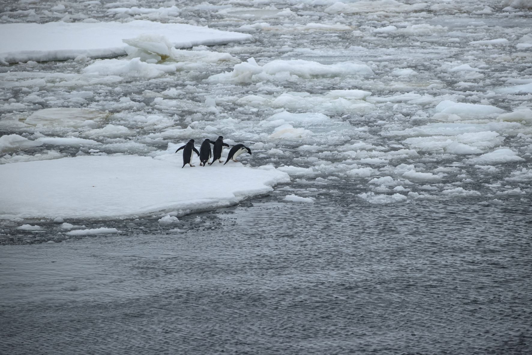 Pinguins-de-adélia na costa antártica: filhotes escaparam por pouco da onda de calor no continente (Foto: Sebnem Coskun / Anadolu Agency q AFP - 11/03/2022)