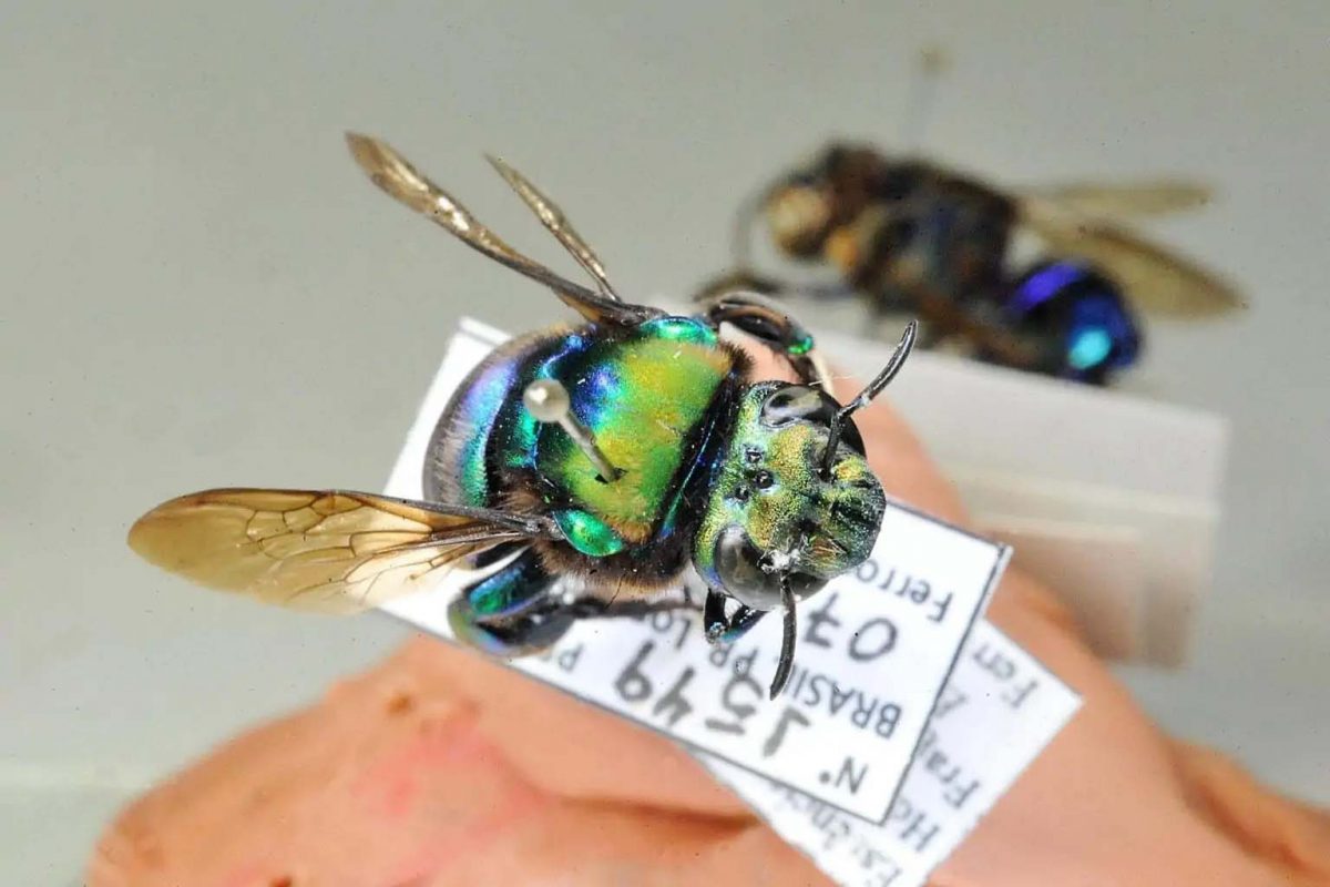 Monitoramento de populações e espécies de abelhas ma Universidade Estadual de Londrina: Eufriesea violacea, espécie de abelha encontrada no Paraná é considerada ameaçada por pesquisadores (Foto: UEL - 21/02/2022)