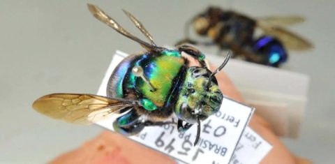 Monitoramento de populações e espécies de abelhas ma Universidade Estadual de Londrina: Eufriesea violacea, espécie de abelha encontrada no Paraná é considerada ameaçada por pesquisadores (Foto: UEL - 21/02/2022)