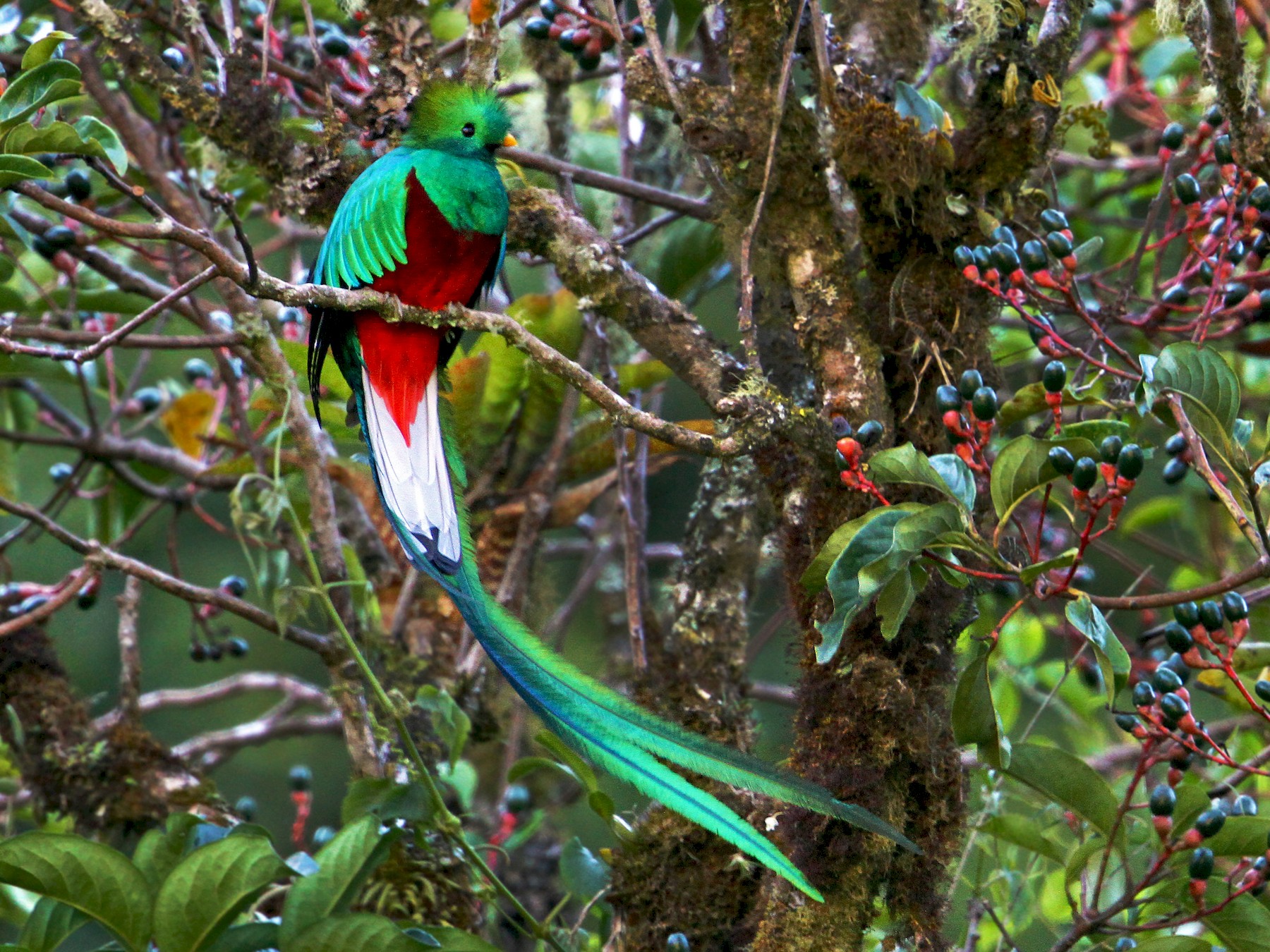 Quetzal. pássaro considerado sagrado pelos astecas, em parque natura na Costa Rica: espécies raras são atração turística (Foto: Turismo da Costa Rica / Divulgação)
