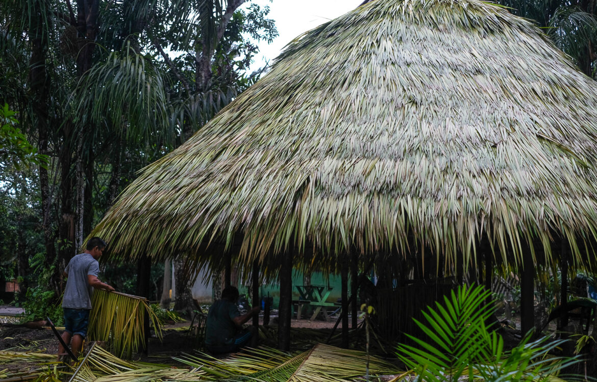 Indígenas fazem o reparo no telhado de palha da maloca: cotidiano de trabalho e luta na Aldeia Beija-Flor (Foto: Alberto César Araújo / Amazônia Real)