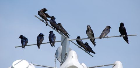 Antenas de monitoramento de andorinhas-azuis em torre de 42 metros de altura sobre a Floresta Amazônica: monitoramento mostra contaminação por mercúrio (Foto: Purple Martin Conservation Association)