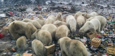 Ursos polares buscam comida em lixo de vila costeira na costa ártica da Rússia: crise climática dificulta alimentação e resíduos são ameaça à saúde dos animais (Foto: Alexander Grir / AFP - 2019)