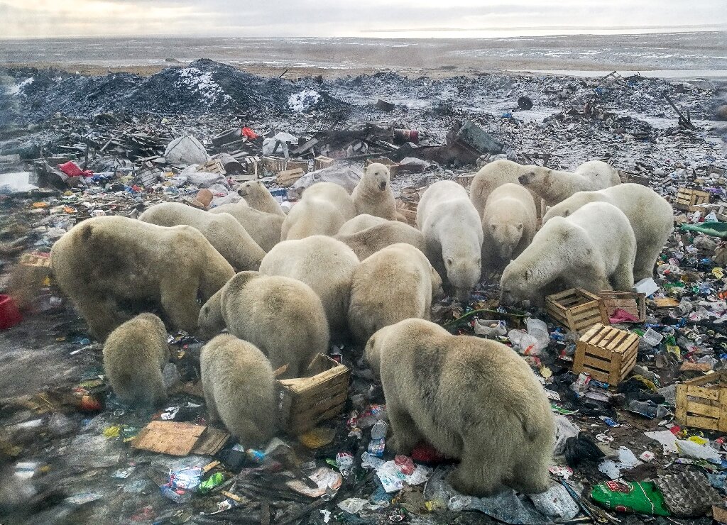 Ursos polares buscam comida em lixo de vila costeira na costa ártica da Rússia: crise climática dificulta alimentação e resíduos são ameaça à saúde dos animais (Foto: Alexander Grir / AFP - 2019)