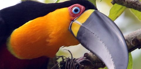 Tucano-do-bico-preto no Jardim Botânico do Rio: animais silvestres de espécies nativas do parque vão ganhar área para soltura (Foto: Alexandre Machado/JBRJ)