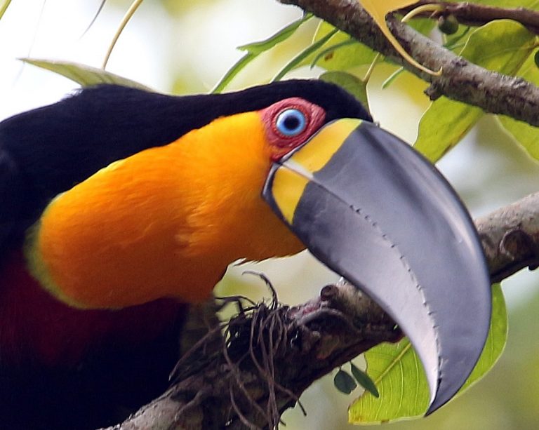 Tucano-do-bico-preto no Jardim Botânico do Rio: animais silvestres de espécies nativas do parque vão ganhar área para soltura (Foto: Alexandre Machado/JBRJ)