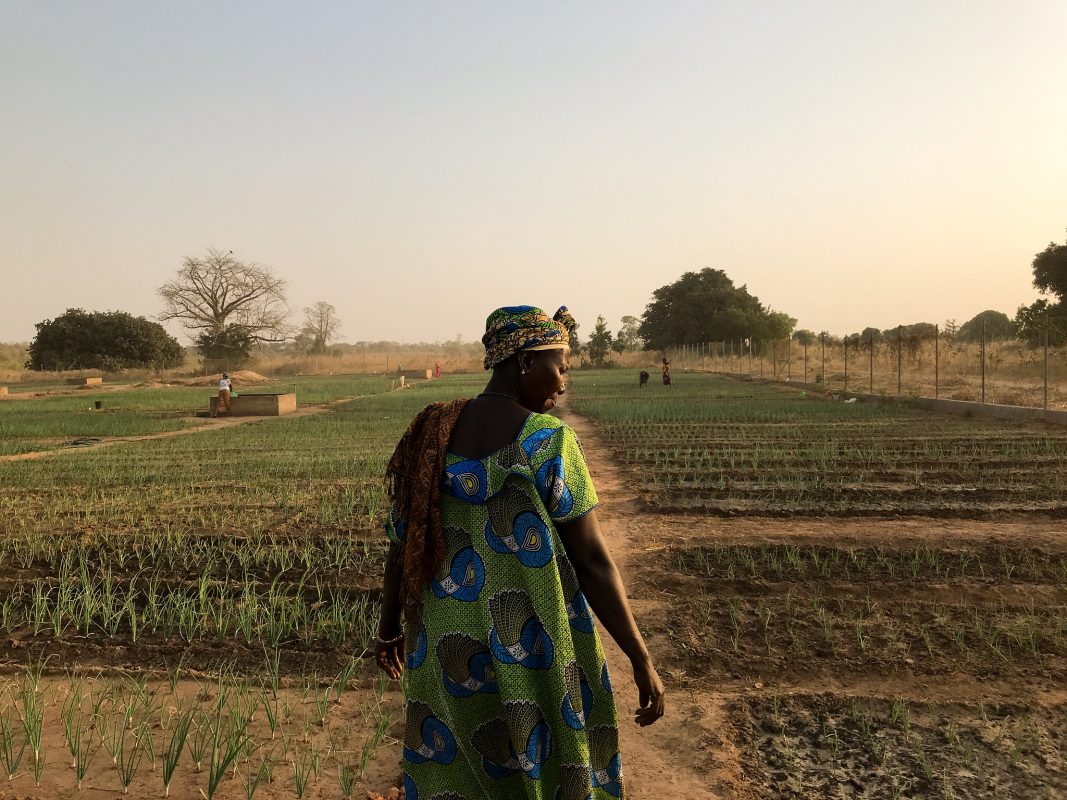 Mulher examina suas plantações em horta comunitária de aldeia Gâmbia, onde o PNUMA apoia projetos com Soluções baseadas na Natureza: com transição justa, organizações apontam geração de 20 milhões de empregos no mundo (Foto: Hannah McNeish / PNUMA - 14/01/2018)