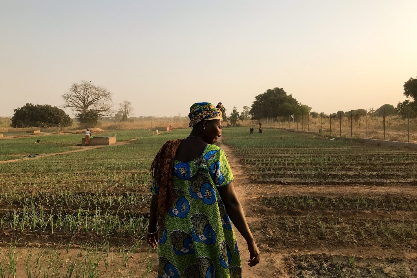 Mulher examina suas plantações em horta comunitária de aldeia Gâmbia, onde o PNUMA apoia projetos com Soluções baseadas na Natureza: com transição justa, organizações apontam geração de 20 milhões de empregos no mundo (Foto: Hannah McNeish / PNUMA - 14/01/2018)