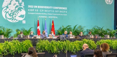 Plenária final da COP15 da Biodiversidade em Montreal: acordo histórico para proteger terras, águas doces e oceanos (Foto: David Himbert / AFP)