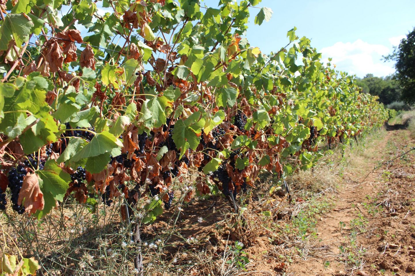 Vinhas enfrentam calor e seca no sul da França: agravamento da crise climática afeta produção de vinho (Foto: Ophelie Auziere / Hans Lucas / AFP - 05/09/2021)