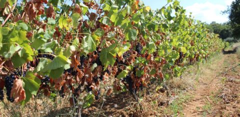 Vinhas enfrentam calor e seca no sul da França: agravamento da crise climática afeta produção de vinho (Foto: Ophelie Auziere / Hans Lucas / AFP - 05/09/2021)
