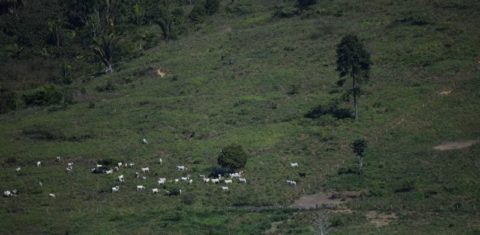Maior parcela de gado ilegal vendido à JBS é proveniente de fazenda em que o Ibama tenta, há 15 anos, restabelecer a floresta derrubada sem autorização Foto: Nilo D’Ávila/Greenpeace