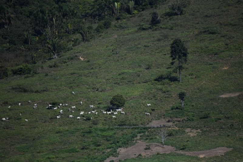 Maior parcela de gado ilegal vendido à JBS é proveniente de fazenda em que o Ibama tenta, há 15 anos, restabelecer a floresta derrubada sem autorização Foto: Nilo D’Ávila/Greenpeace