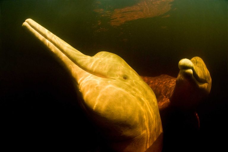 Botos da Amazônia são uma das espécies com maior queda de população nas última décadas: pressão sobre a COP da diversidade para pacto global semelhante ao Acordo de Paris para o clima (Foto: Mark Carwardine / WWF)