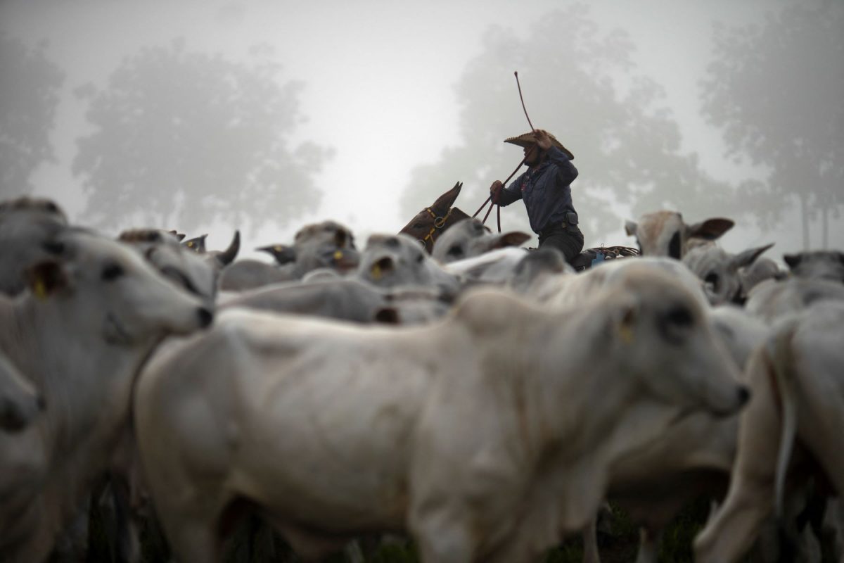 Vaqueiro conduz o rebanho em uma fazenda de gado no Pará. Uso de antibióticos na pecuária brasileira deve crescer 13% até 2030. Foto Mauro Pimentel/AFP