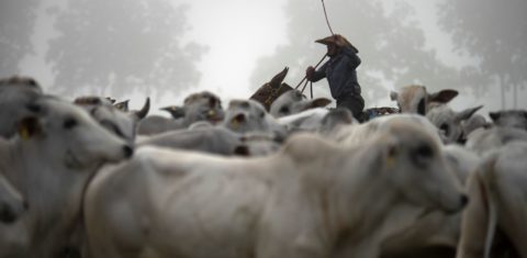Vaqueiro conduz o rebanho em uma fazenda de gado no Pará. Uso de antibióticos na pecuária brasileira deve crescer 13% até 2030. Foto Mauro Pimentel/AFP