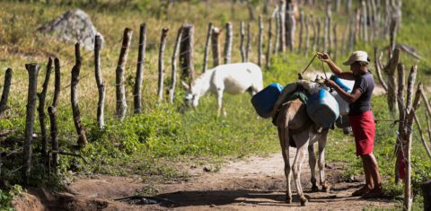 Caminhar quilômetros para pegar água e levar no lombo do jumento para casa: Semiárido espera volta do Programa Cisternas para acabar com esta rotina (Foto: Arnaldo Sete)