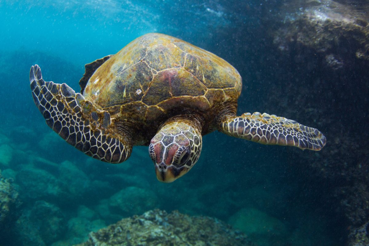 Vista subaquática de uma tartaruga nadando no Pacífico, perto do Havaí, nos EUA. Cerca de 10% de todos os animais e plantas marinhos correm risco de extinção. Foto Philip Waller/ Fonte da imagem via AFP