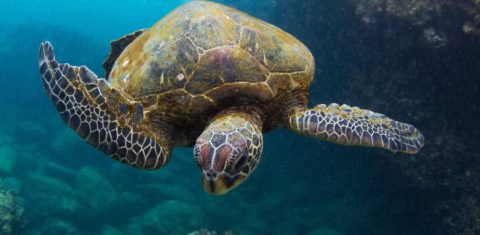 Vista subaquática de uma tartaruga nadando no Pacífico, perto do Havaí, nos EUA. Cerca de 10% de todos os animais e plantas marinhos correm risco de extinção. Foto Philip Waller/ Fonte da imagem via AFP