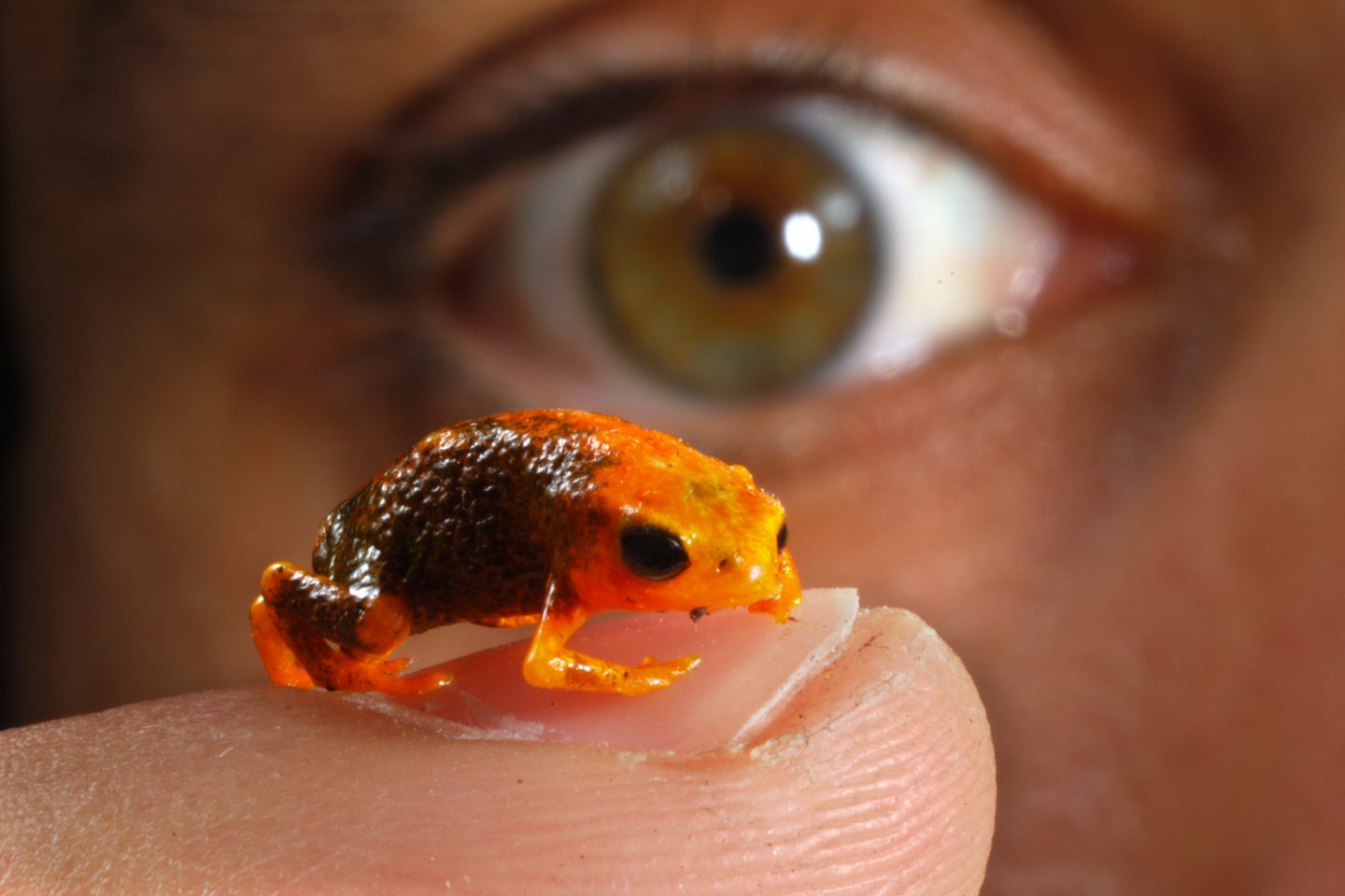 Um exemplar da espécie sapo-pingo-de-ouro, umas das maravilhas da nossa biodiversidade. Foto SPVS