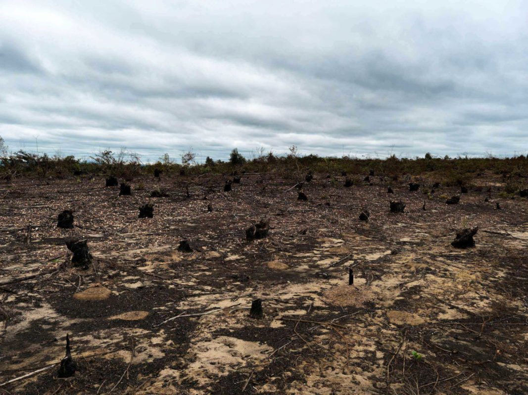 Área de caatinga com vegetação destruída: MapBiomas revela o avanço do desmatamento sobre o bioma onde foram 115.894 hectares em 2021 contra de 68.304 hectares em 2020 – aumento de 70% em apenas um ano (Foto: ISPN)