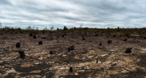Dia Nacional da Caatinga: desmatamento cresceu 70% em apenas um ano