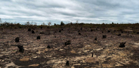 Área de caatinga com vegetação destruída: MapBiomas revela o avanço do desmatamento sobre o bioma onde foram 115.894 hectares em 2021 contra de 68.304 hectares em 2020 – aumento de 70% em apenas um ano (Foto: ISPN)