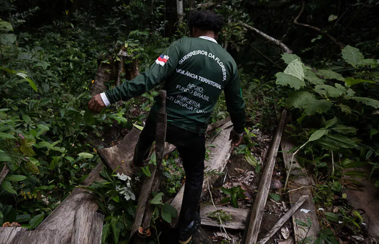 ndígena Kanamari flagra árvore derrubada durante fiscalização em uma área dentro da TI Vale do Javari (Foto: Bruno Kelly/Amazônia Real).