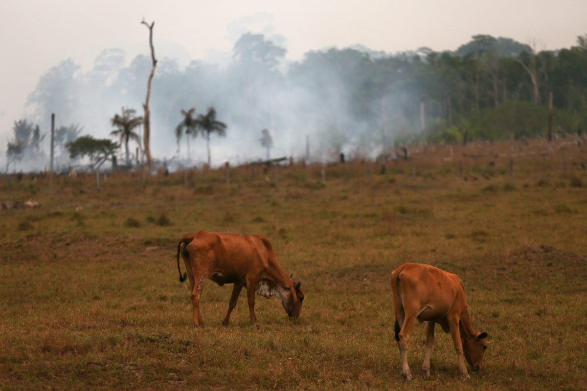Gado pasta em meio à fumaça dos incêndios na Transamazônica, em Manicoré, no Amazonas. A pecuária é o principal vetor do desmatamento no país. Foto Michael Dantas/AFP